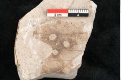 Foto (Detailansicht) von Sclerotium acericolum Heer (NHMW-GEO-2024-0188-6709)